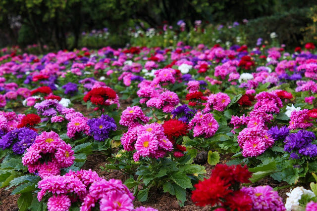 Unlock the Secrets of Stunning Flower Gardens: 50 Colorful Ideas That Will Ignite Your Creativity