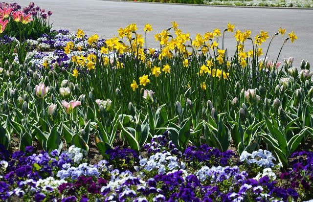 Unlock the Secrets of Stunning Flower Gardens: 50 Colorful Ideas That Will Ignite Your Creativity
