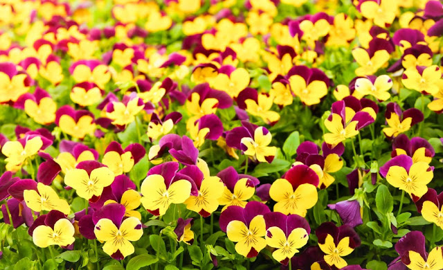 Unlock the Secrets of Stunning Flower Gardens: 50 Colorful Ideas That Will Ignite Your Creativity