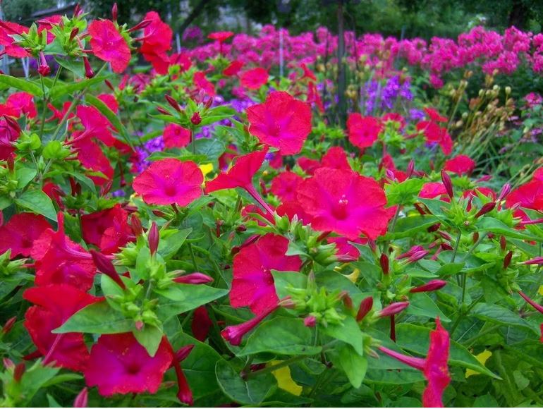 Mirabilis night flower - everything you need to know about planting and ...