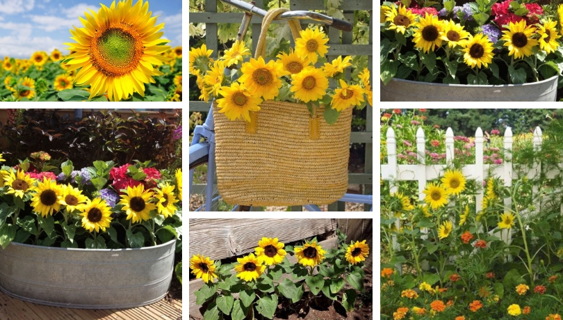 Sunflower, The Flower Of The Sun - Great Ideas For Your Yard And Garden