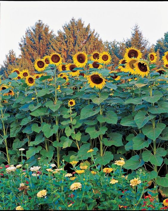 Sunflower, the flower of the sun - great ideas for your yard and garden ...