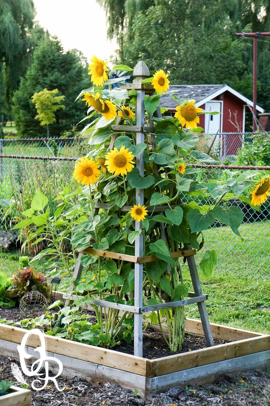 Sunflower, The Flower Of The Sun - Great Ideas For Your Yard And Garden ...