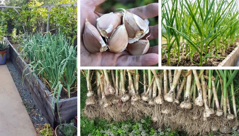 Secrets Growing garlic in your garden and in flowerpots | My desired home