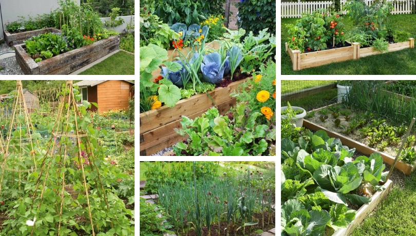 Home vegetable gardens - the necessary steps to create them perfectly ...