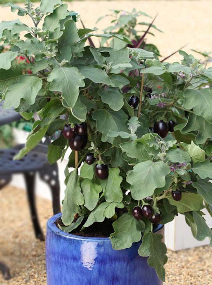 Vegetable garden: How to grow mini vegetables in your garden even in ...