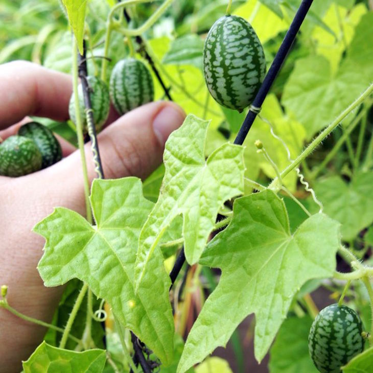 Vegetable garden: How to grow mini vegetables in your garden even in ...