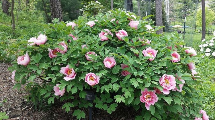 Peony: a mansion flower in your garden | My desired home