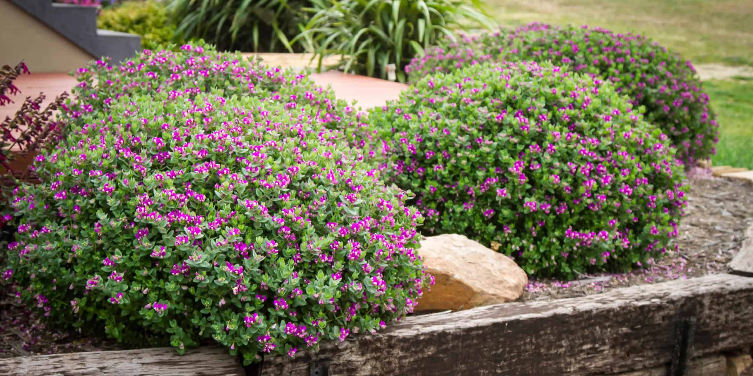 Polygala: a wonderful ornamental shrub for your garden | My desired home