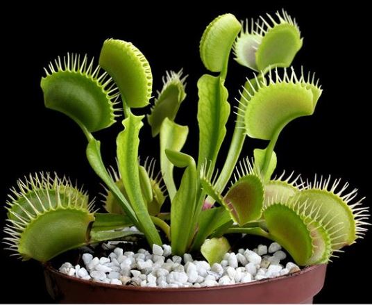 Venus Flytrap a special and interesting carnivorous plant for garden ...