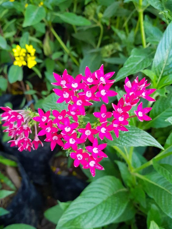 Ixora a great bushy plant to beautify your garden or patio | My desired ...