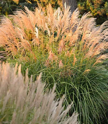 miscanthus eulalia an impressive decorative plant for your garden | My ...