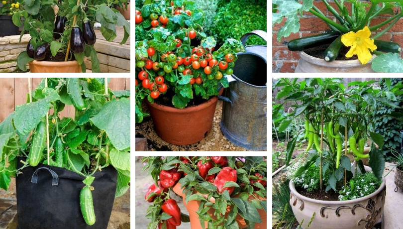 5 spring vegetables to grow in pots | My desired home