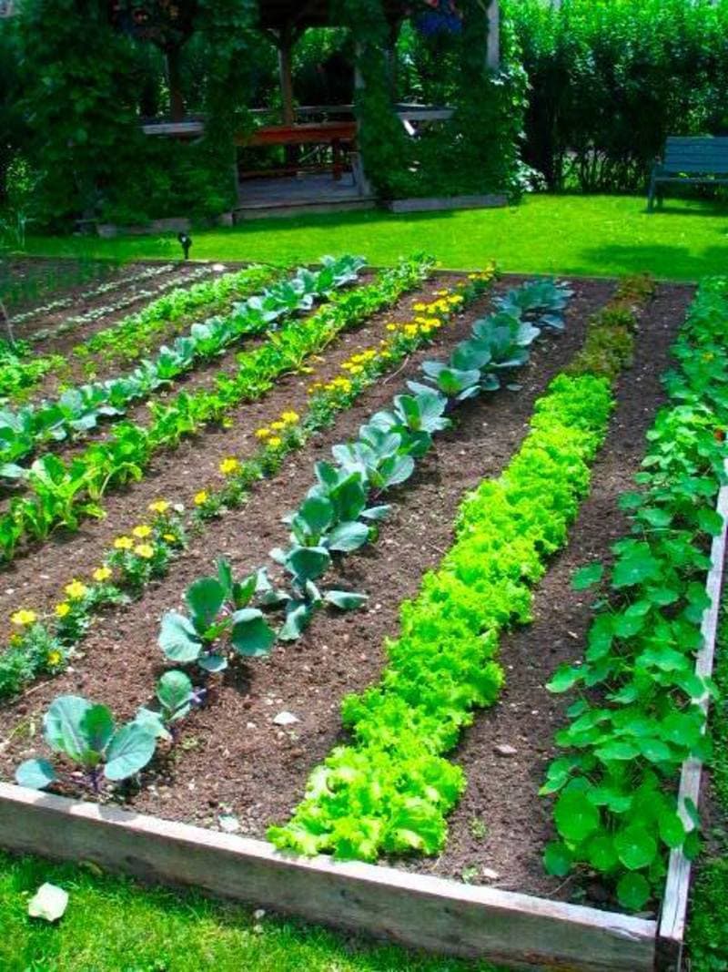 Simple DIY Vegetable Garden Design Ideas For Inspiration | My Desired Home