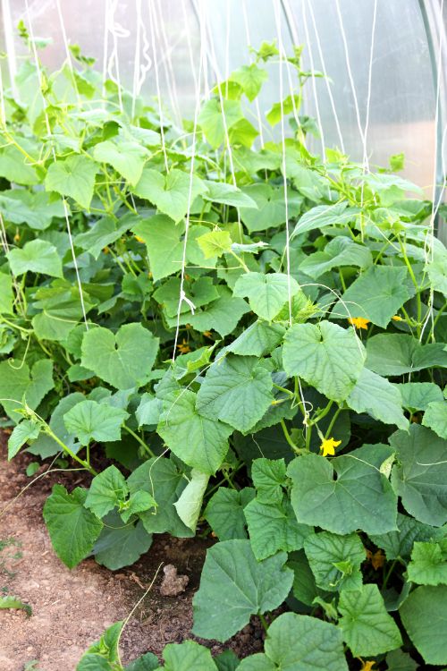 8 Secrets for growing cucumber in pot and your garden | My desired home