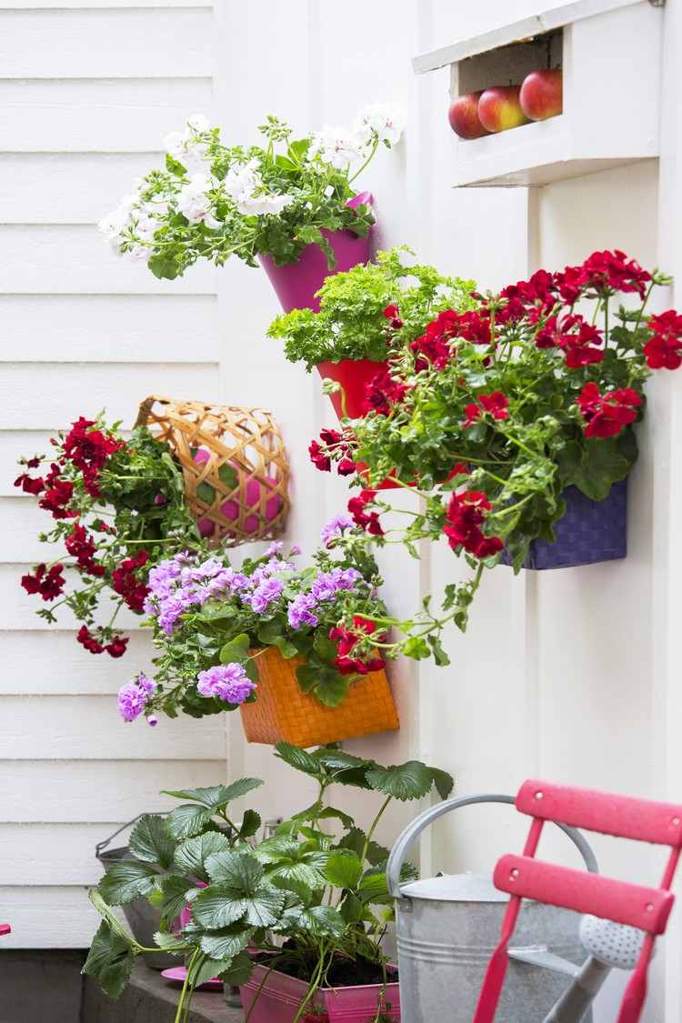 Planting beautiful planters with geraniums on the balcony: tips for ...