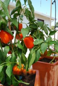 How To Grow Bell Peppers In A Pot | My Desired Home