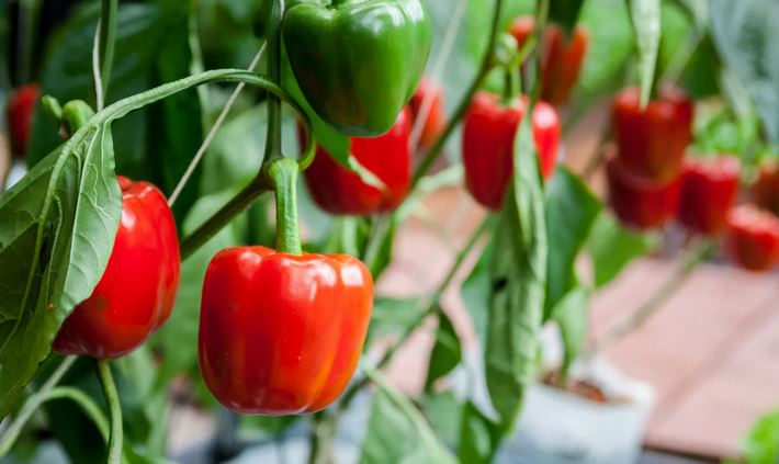 How To Grow Bell Peppers In A Pot | My Desired Home