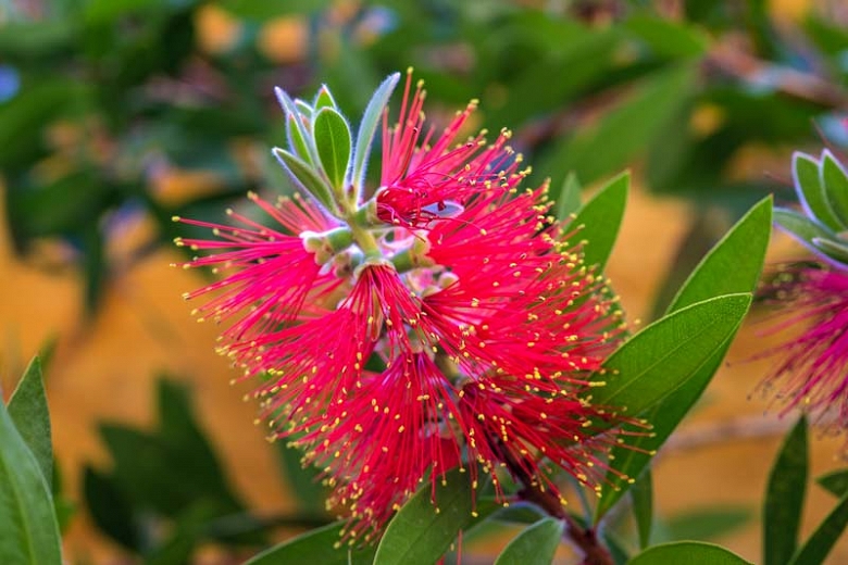 Callistemon an amazing plant for your garden | My desired home