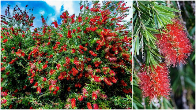 Callistemon an amazing plant for your garden | My desired home