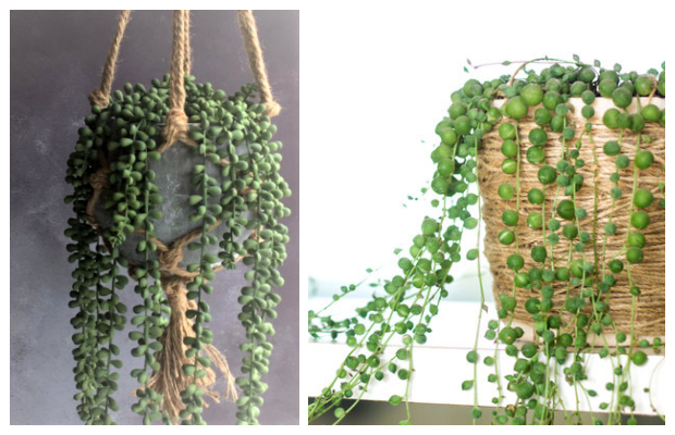 Senecio - string of pearls in your pots and garden | My desired home