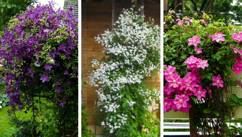 Vertical gardening - flowering gardens in the country. Constructions ...