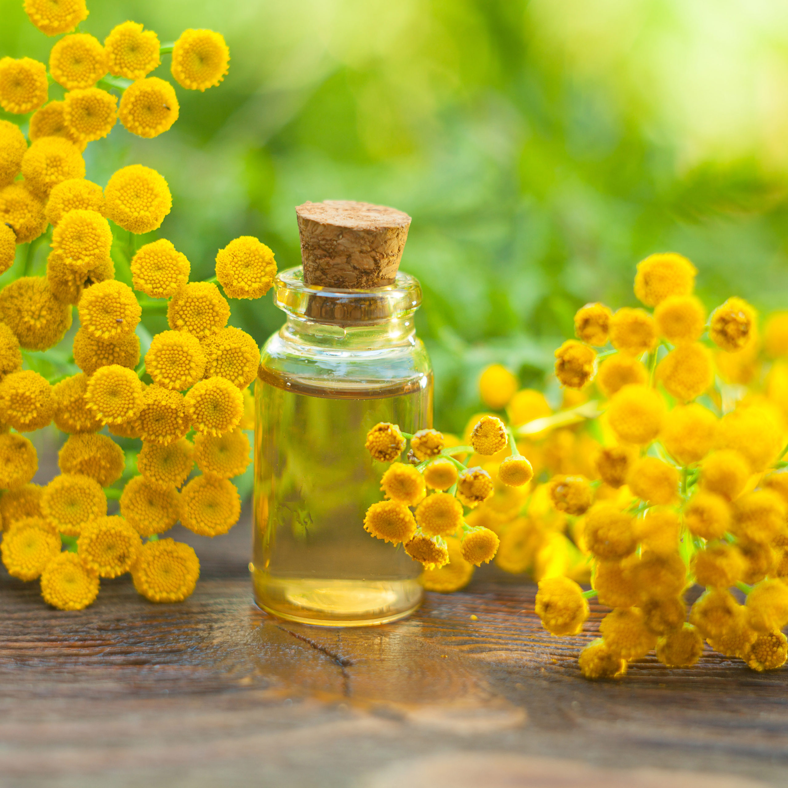 Tansy, a true natural insecticide in your garden | My desired home