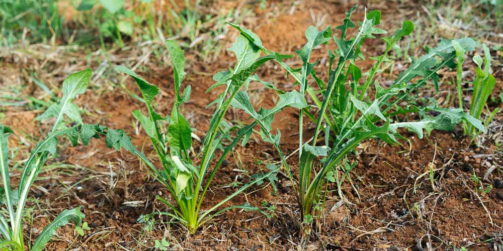 8 Secrets For Planting And Growing Chicory In Planters And Your Garden ...