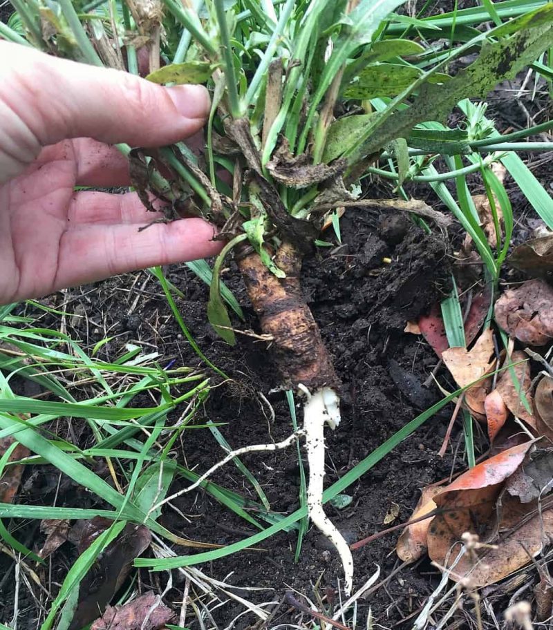 8 Secrets For Planting And Growing Chicory In Planters And Your Garden ...