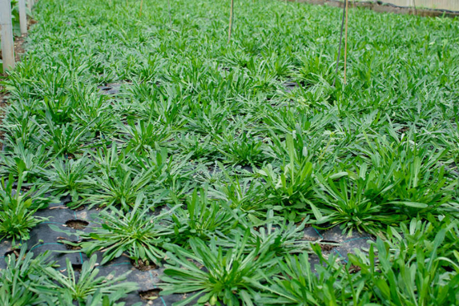 8 Secrets For Planting And Growing Chicory In Planters And Your Garden ...