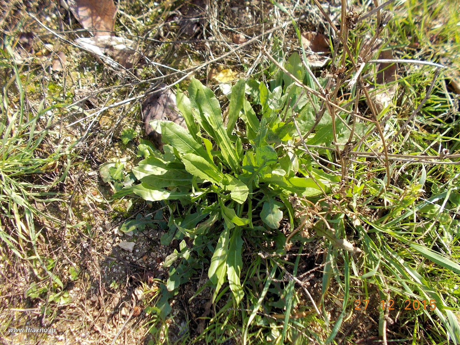 8 Secrets For Planting And Growing Chicory In Planters And Your Garden ...