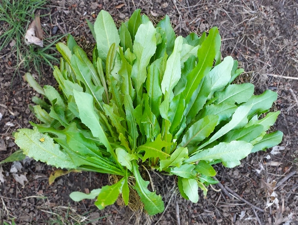 8 Secrets For Planting And Growing Chicory In Planters And Your Garden ...