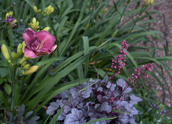 Beautiful and undemanding garden design ideas with daylilies | My