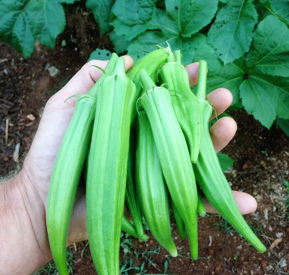 9 secrets to growing okra in your garden My desired home