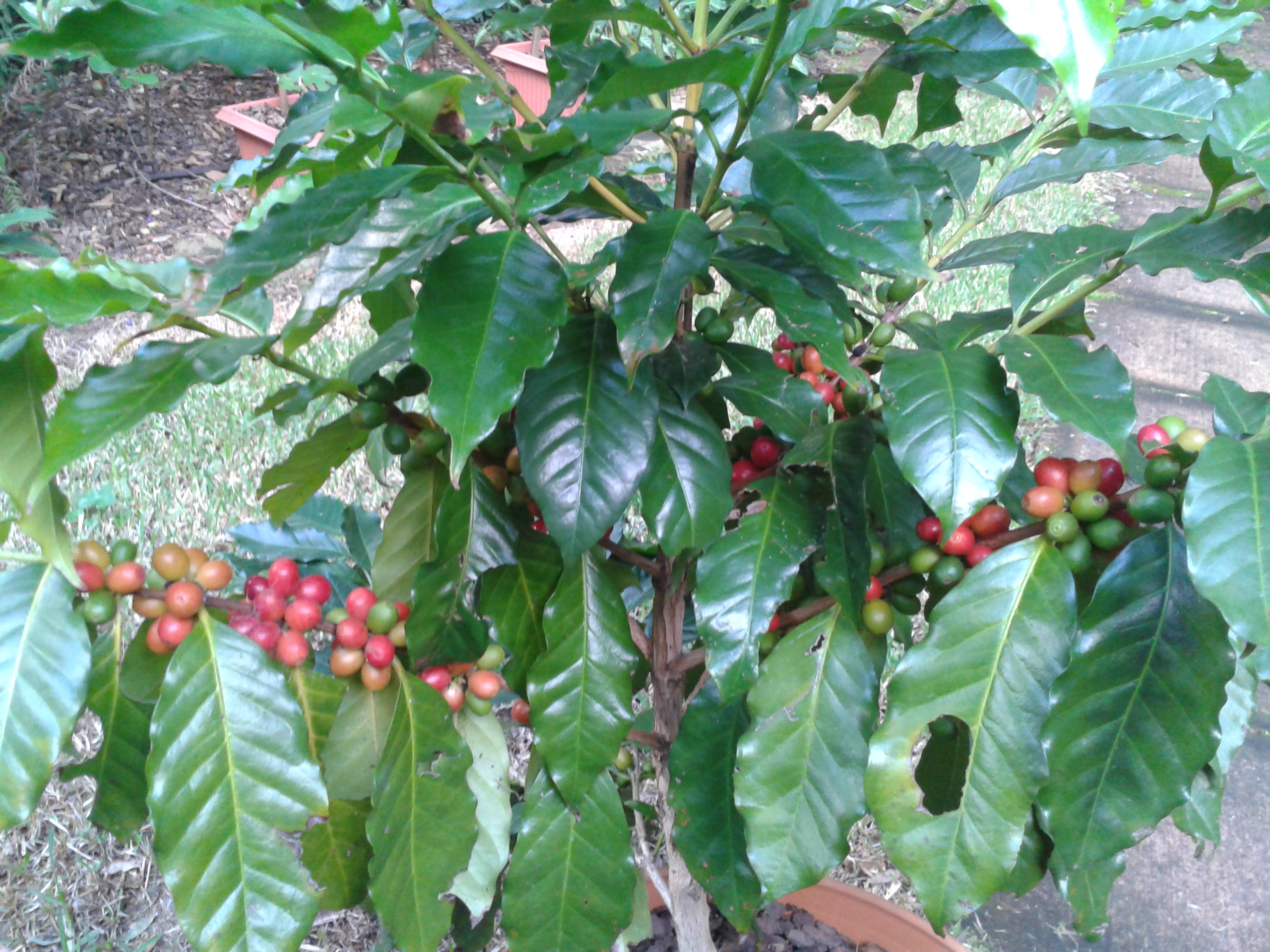 Coffee tree cultivation – an interesting addition in your garden