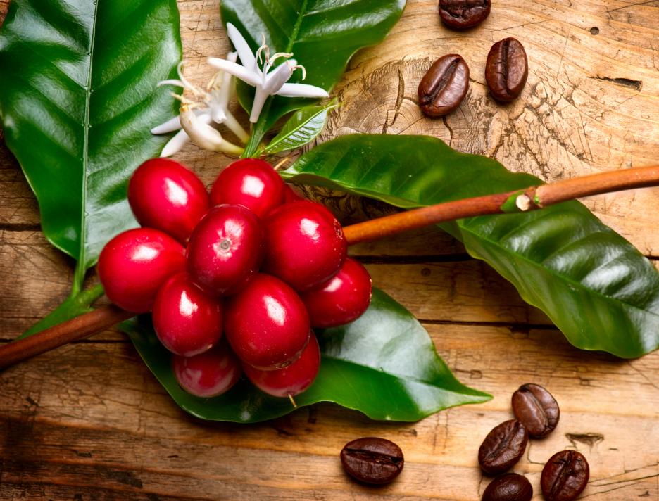 Coffee tree cultivation – an interesting addition in your garden