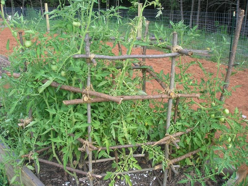 34 Best tomato support ideas for better yield | My desired home