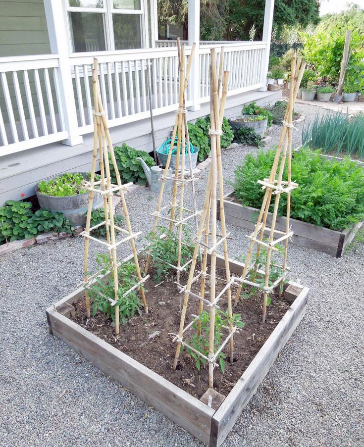 34 Best tomato support ideas for better yield | My desired home