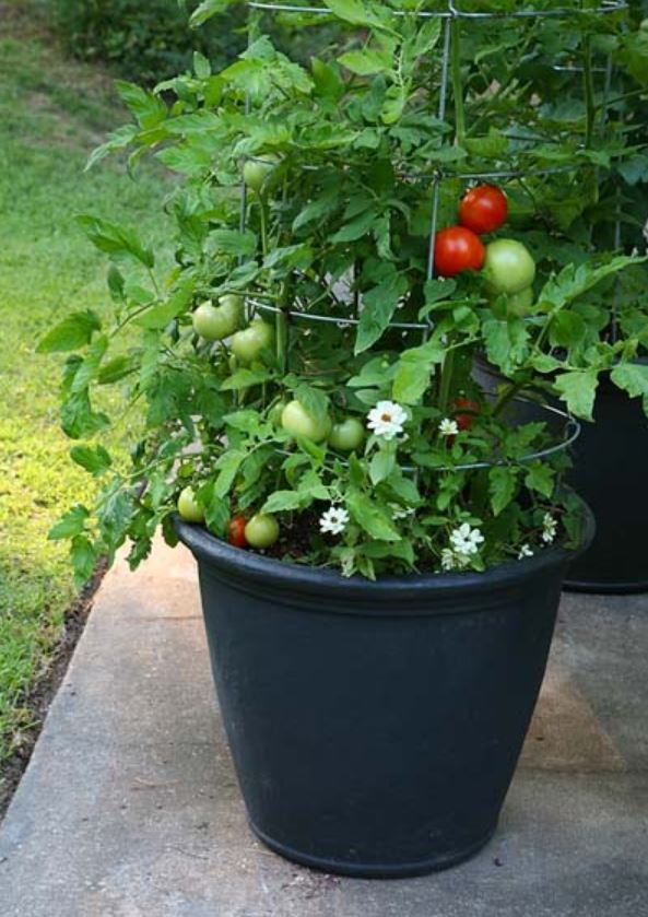 34 Best tomato support ideas for better yield | My desired home