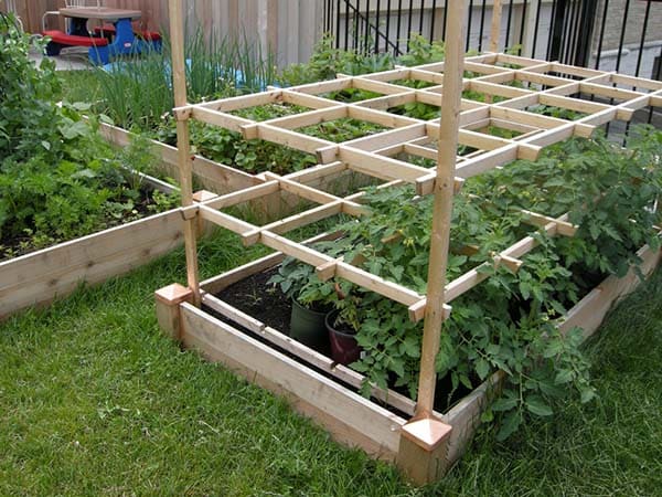 How To Support Cherry Tomato Plants