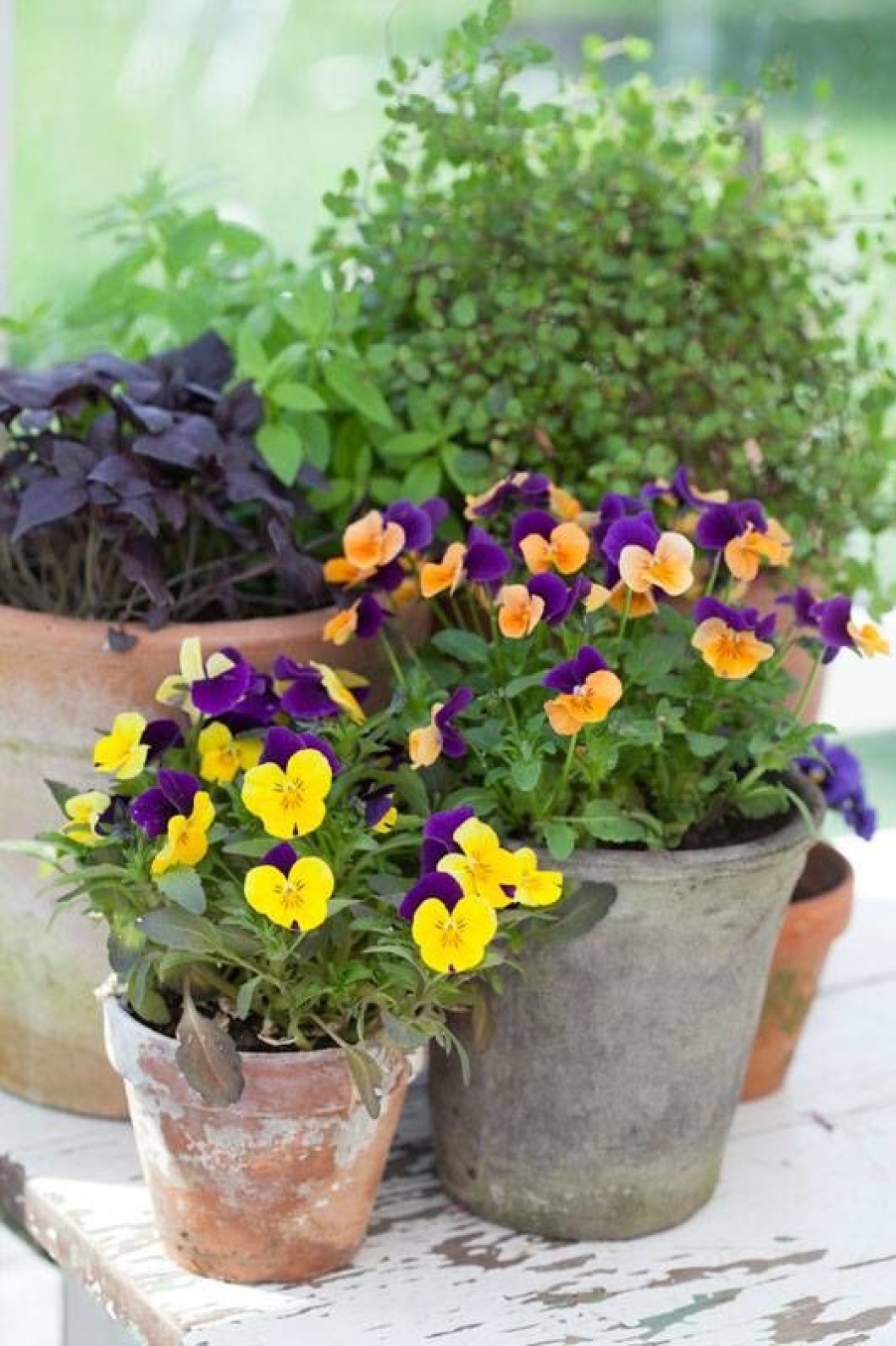 Gardening: Pansies an amazing colorful flower for your pot and garden ...