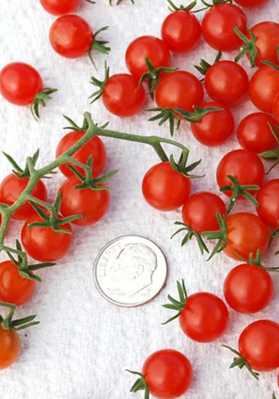 Sweet Pea - The tiniest tomatoes you've ever seen in your pot or garden ...