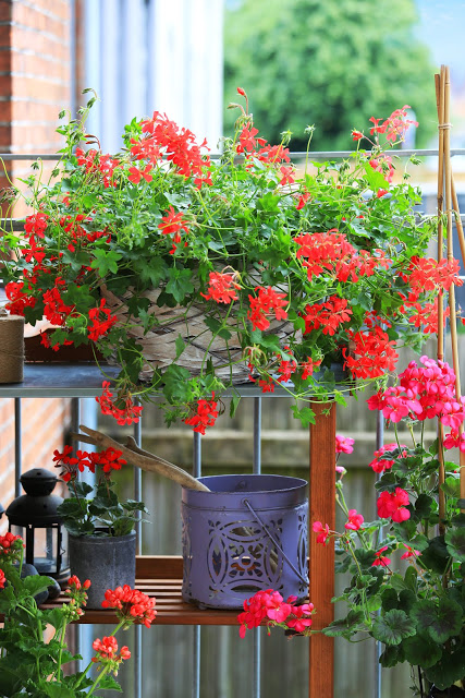 The longest blooming balcony flowers - flowers for the whole season ...