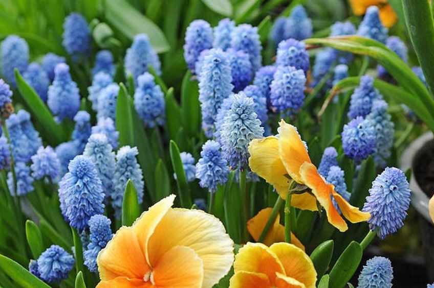 Muscari, an amazing plant for colorful flower beds | My desired home