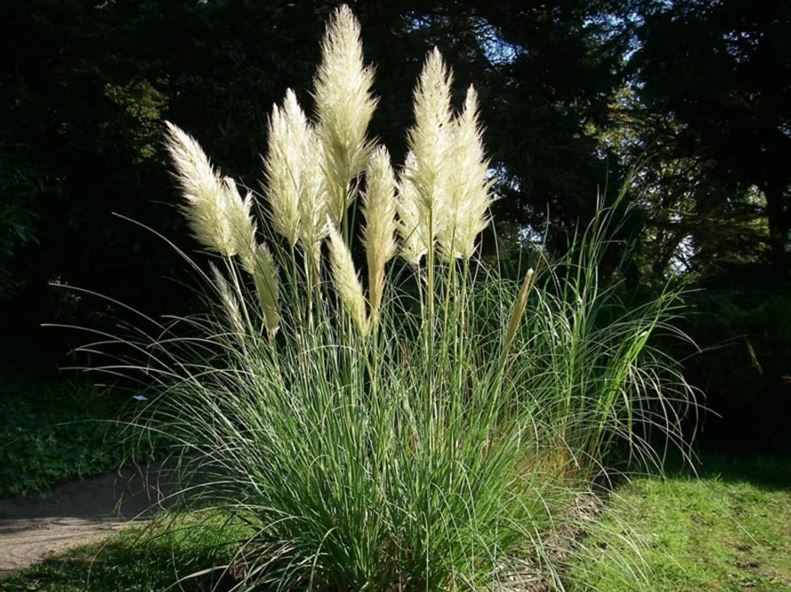 Pampas grass: wonderful decoration ideas with the trend plant for your ...