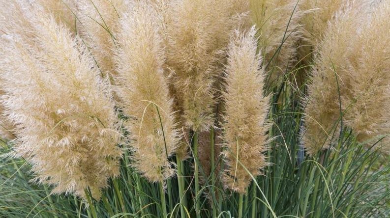 Pampas grass: wonderful decoration ideas with the trend plant for your ...