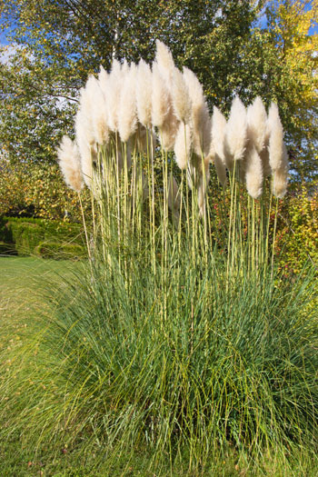 Pampas grass: wonderful decoration ideas with the trend plant for your ...