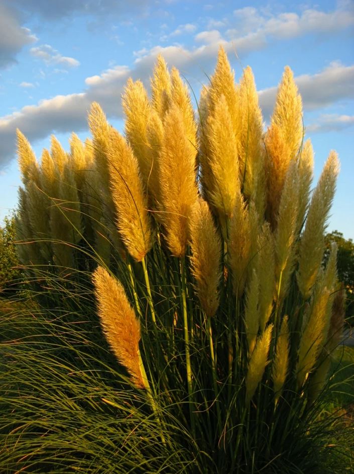 Pampas grass: wonderful decoration ideas with the trend plant for your ...