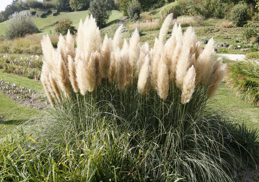 Pampas grass: wonderful decoration ideas with the trend plant for your ...