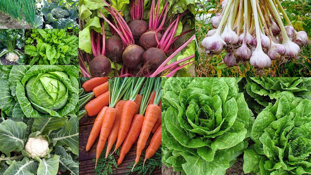 9 Easy to grow winter Vegetables for vegetable garden or pots | My ...